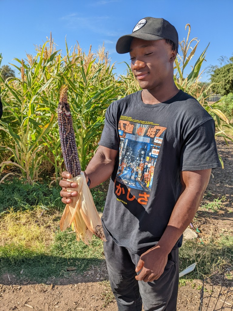 Photo of Moses Foiryolo holding up blue corn he had just harvested.